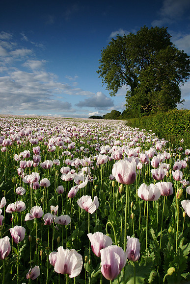 Poppy Fields