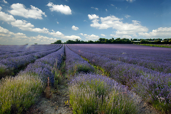 Lavender Fields, Selborne