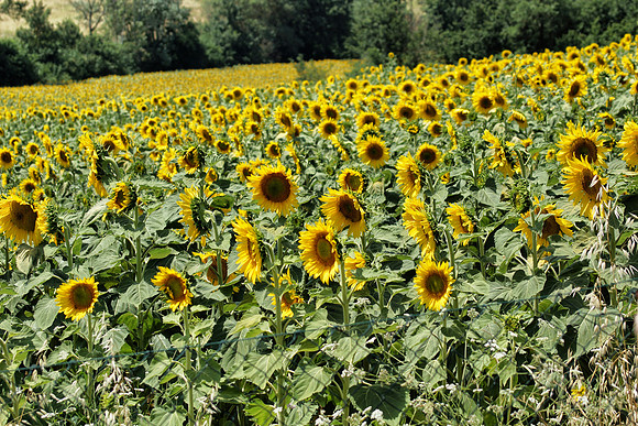 Tuscany and Umbria