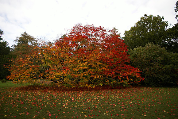 Westonbirt