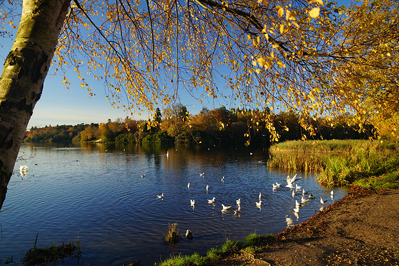 Virginna Water