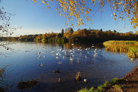 Virginna Water