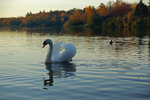 Virginna Water