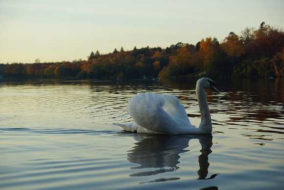 Virginna Water