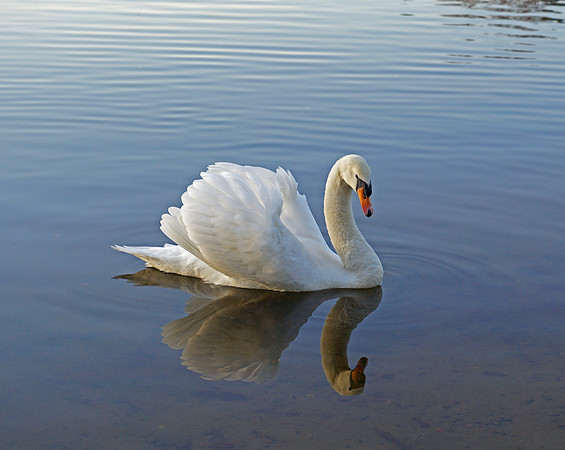 Virginna Water