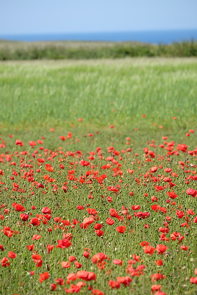 West Pentire Poppies