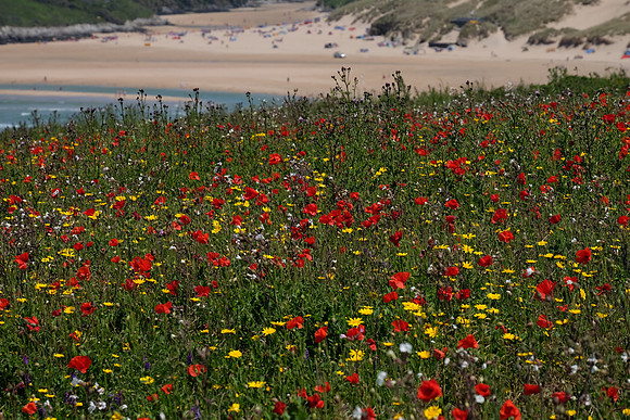 West Pentire Poppies