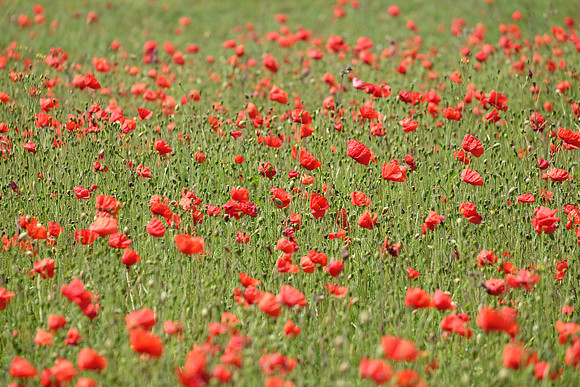 061 West Pentire Poppies