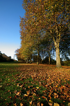 Farnham Park Autumn