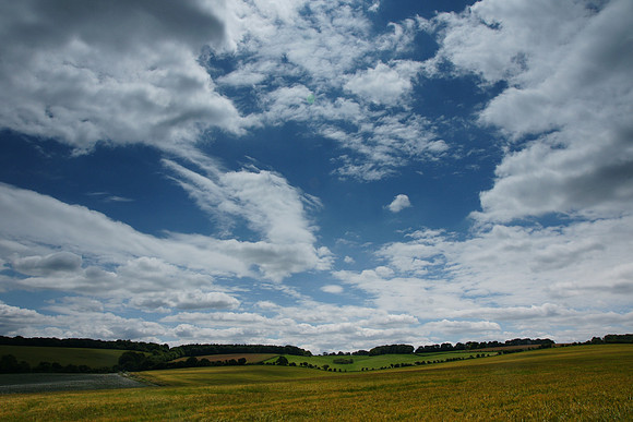 Poppy Fields