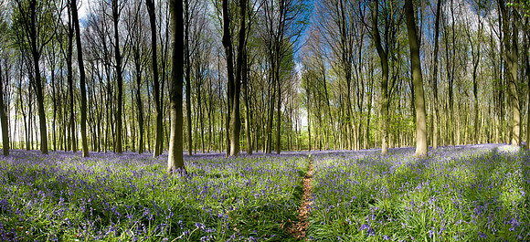 English Bluebells