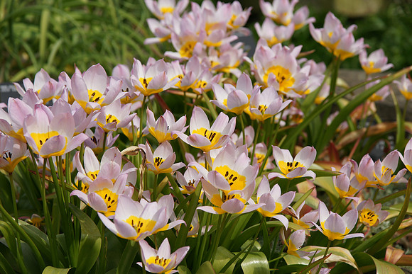 Kew Gardens