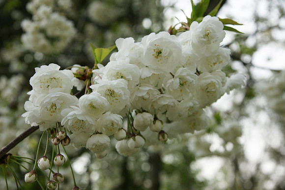 Kew Gardens