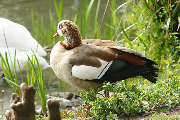 Kew Gardens