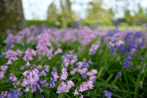 Rotherfield Park, Nr Alton