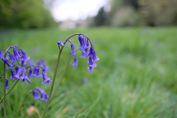 Rotherfield Park, Nr Alton