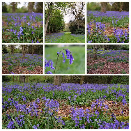 Rotherfield Park, Nr Alton