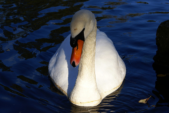 Virginna Water
