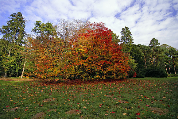 Westonbirt