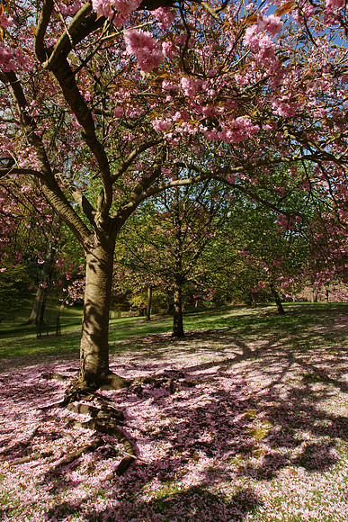 Valley Gardens