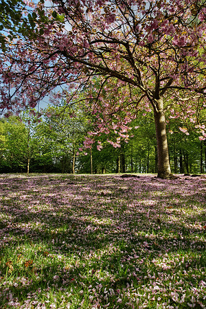 Valley Gardens