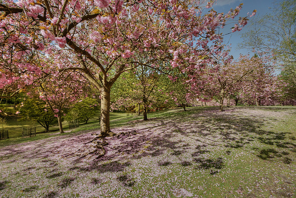 Valley Gardens
