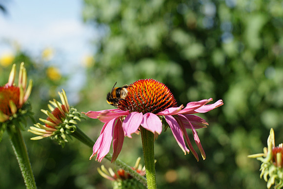 Savill Gardens