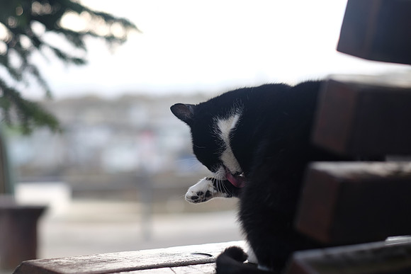Aggie the St. Ives Cat - free agent, not owned, choose where he sleeps each night.