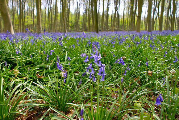 Bluebells