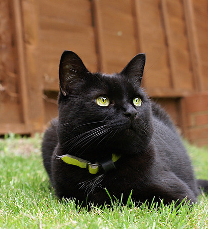 Cuddly Cat Photos