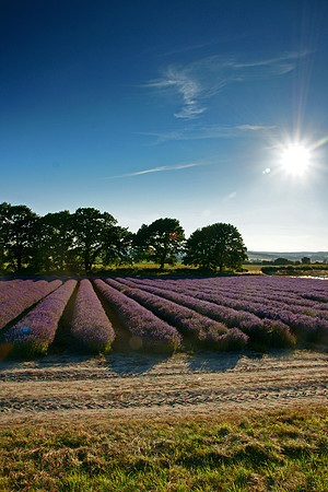 Lavender Fields, Selborne