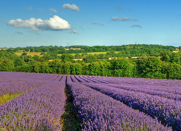 Lavender Fields, Selborne
