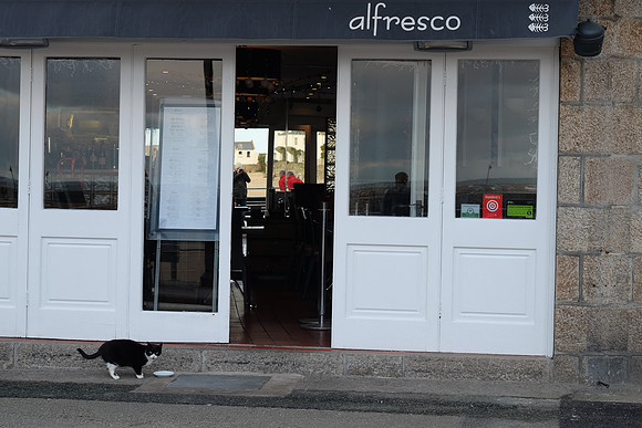 Aggie the St. Ives Cat - free agent, not owned, choose where he sleeps each night.
