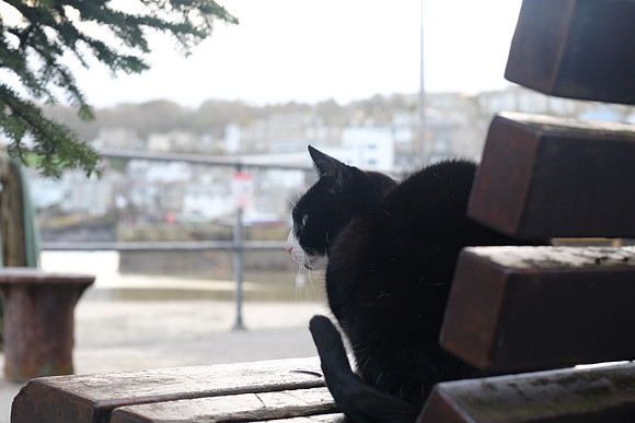 Aggie the St. Ives Cat - free agent, not owned, choose where he sleeps each night.