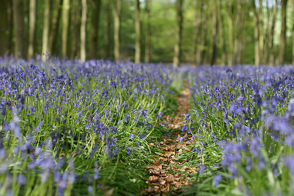 Bluebells - last edited 17.08.2026 previous 21/07/2025
