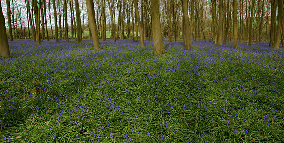 Bluebells