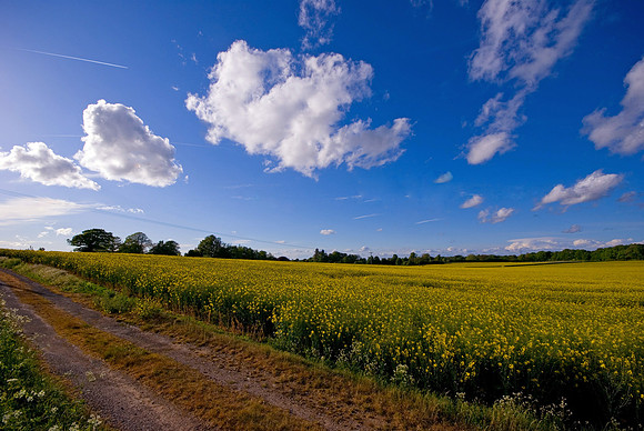 Rape Seed Fields