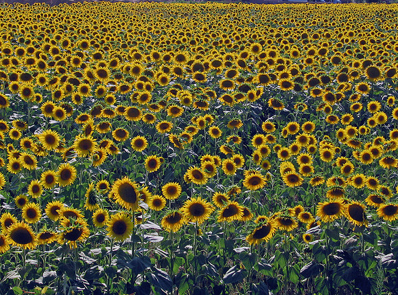 Tuscany Sunflowers