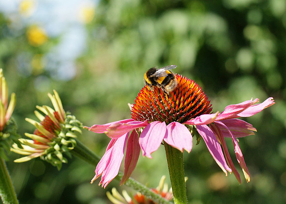 In the Garden Challenge