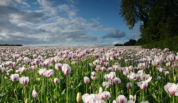 Poppy Fields
